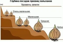 Тюльпани вирощування і догляд, підготовка цибулин (хворобами шкідниками тюльпанів) Тюльпани вирощування і догляд, підготовка цибулин