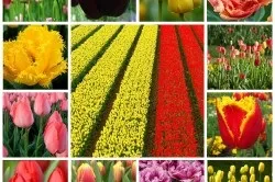 Тюльпани вирощування і догляд, підготовка цибулин (тюльпани вирощування цибулини саду продаж насіння догляд голландських) Тюльпани вирощування і догляд, підготовка цибулин