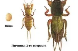 Тюльпани вирощування і догляд, підготовка цибулин (тюльпани) Тюльпани вирощування і догляд, підготовка цибулин