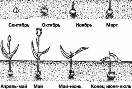 Тюльпани вирощування і догляд, підготовка цибулин (вирощування) Тюльпани вирощування і догляд, підготовка цибулин