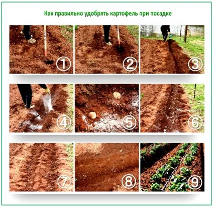 Добрива для картоплі при посадці в лунку - види, інструкції (добрива) Добрива для картоплі при посадці в лунку - види, інструкції