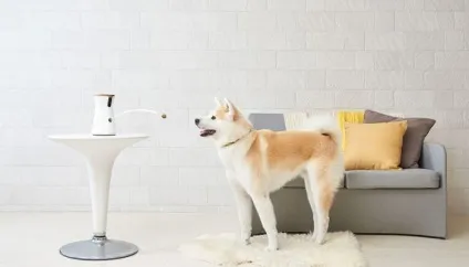 Furbo dog camera - розумна камера для собак з функцією прикорму (furbo) Furbo dog camera - розумна камера для собак з функцією прикорму