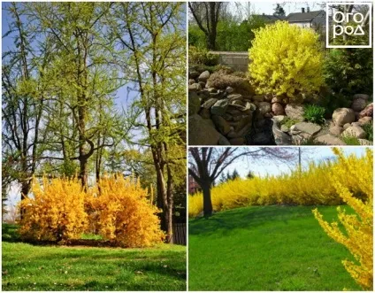 Форзиція все про посадку, догляд і розмноженні, в квітнику () (вирощування форзиції) Форзиція все про посадку, догляд і розмноженні, в квітнику ()