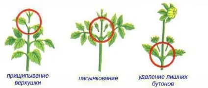 Георгіна багаторічна посадка і догляд, особливості та фото (жоржини) Георгіна багаторічна посадка і догляд, особливості та фото