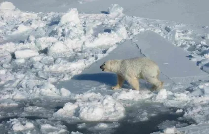 Де знаходиться Баренцове море координати, опис, глибина і ресурси (Баренцове) Де знаходиться Баренцове море координати, опис, глибина і ресурси