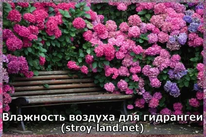 Гідрангея - догляд в домашніх умовах
