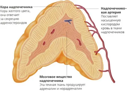 Гіперплазія наднирників нодулярна вузлова форма, симптоми у чоловіків і жінок, лікування (гіперплазія) Гіперплазія наднирників нодулярна вузлова форма, симптоми у чоловіків і жінок, лікування