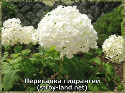 Гідрангея - догляд в домашніх умовах