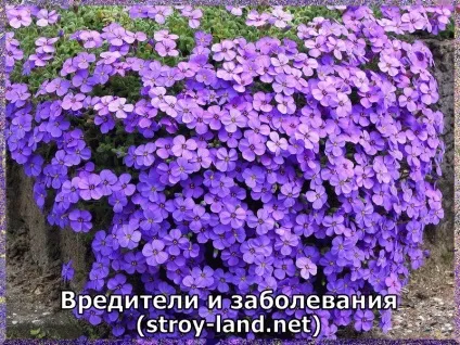 Гідрангея - догляд в домашніх умовах