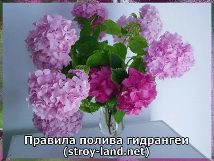Гідрангея - догляд в домашніх умовах