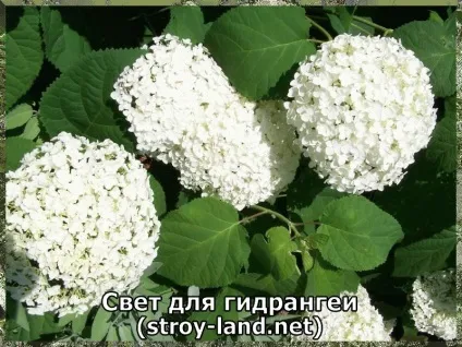 Гідрангея - догляд в домашніх умовах