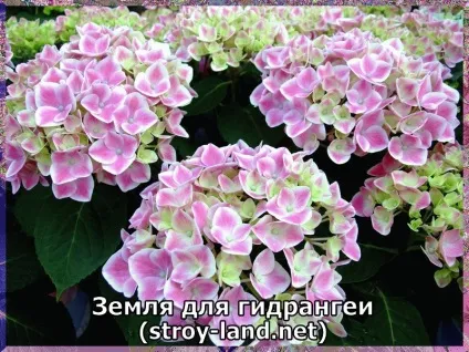 Гідрангея - догляд в домашніх умовах