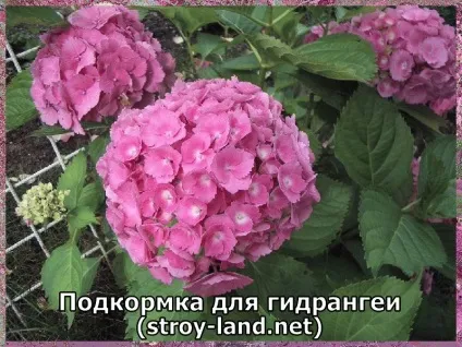 Гідрангея - догляд в домашніх умовах