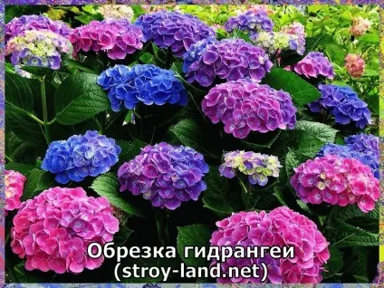 Гідрангея - догляд в домашніх умовах