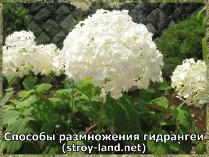 Гідрангея - догляд в домашніх умовах