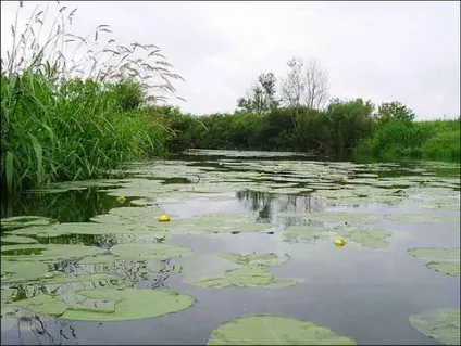 Де і як шукати коропа