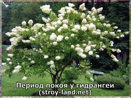 Гідрангея - догляд в домашніх умовах