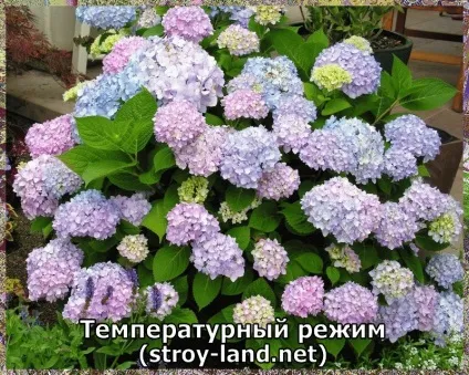 Гідрангея - догляд в домашніх умовах