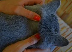 Глістогонка - британські короткошерсті і шотландські висловухі кішки (дегельмінтизація) Глістогонка - британські короткошерсті і шотландські висловухі кішки