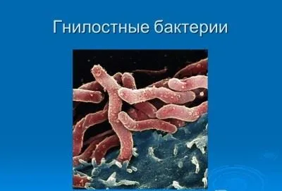 Гнильні бактерії в природі і організмі людини, в шлунку, кишечнику, а також у воді, молоці, (природі) Гнильні бактерії в природі і організмі людини, в шлунку, кишечнику, а також у воді, молоці,