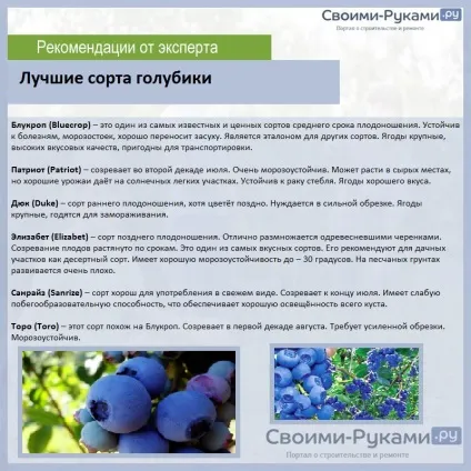 Лохина вирощування з насіння - детальна інформація! (Вирощування) Лохина вирощування з насіння - детальна інформація!