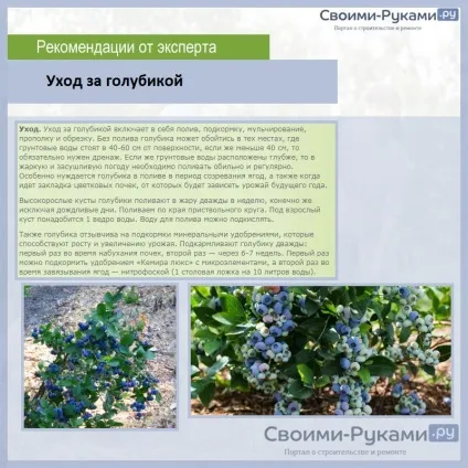 Лохина вирощування з насіння - детальна інформація! (Вирощування) Лохина вирощування з насіння - детальна інформація!