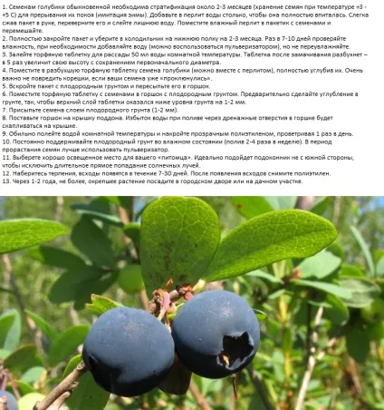 Лохина вирощування з насіння - детальна інформація! (Після цього можна) Лохина вирощування з насіння - детальна інформація!