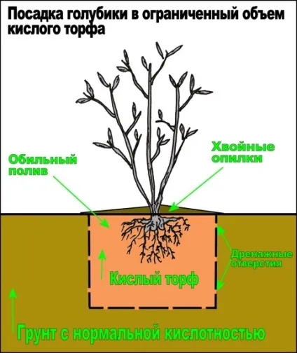 Лохина вирощування з насіння - детальна інформація! (Лохина) Лохина вирощування з насіння - детальна інформація!