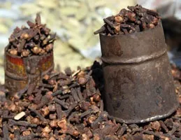 Гвоздика корисні властивості, протипоказання (корисні) Гвоздика корисні властивості, протипоказання
