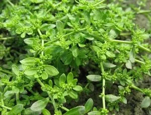 Грижа живота лікування народними засобами патології (засобами) Грижа живота лікування народними засобами патології