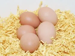 Інкубація в домашніх умовах (інкубація) Інкубація в домашніх умовах