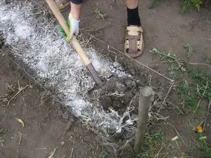 Інструкція по застосуванню суперфосфату в якості добрива (інструкція спосіб застосування використання подвійний гранульований суперфосфат добриво томатів) Інструкція по застосуванню суперфосфату в якості добрива
