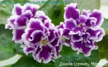 Інтернет-магазин фіалки сибіру купити фіалки поштою (інтернет-магазин) Інтернет-магазин фіалки сибіру купити фіалки поштою