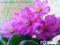 Інтернет-магазин фіалки сибіру купити фіалки поштою (купити фіалкі.магазін фіалок.купіть фіалки почтой.інтернет магазин фіалок.) Інтернет-магазин фіалки сибіру купити фіалки поштою