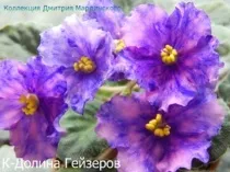 Інтернет-магазин фіалки сибіру купити фіалки поштою (купити фіалкі.магазін фіалок.купіть фіалки почтой.інтернет магазин фіалок.) Інтернет-магазин фіалки сибіру купити фіалки поштою