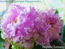 Інтернет-магазин фіалки сибіру купити фіалки поштою (купити фіалкі.магазін фіалок.купіть фіалки почтой.інтернет магазин фіалок.) Інтернет-магазин фіалки сибіру купити фіалки поштою