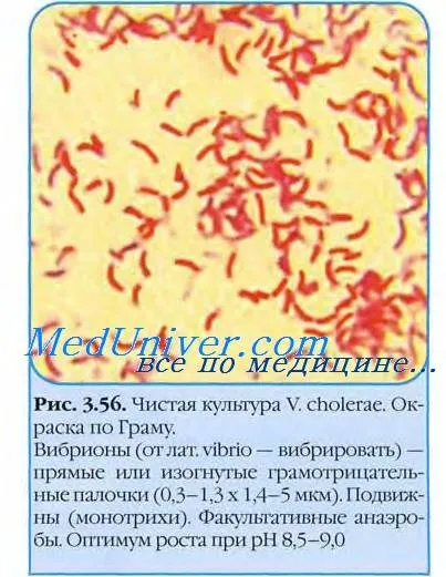 джерело холери