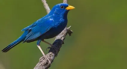 Зникаючі птиці
