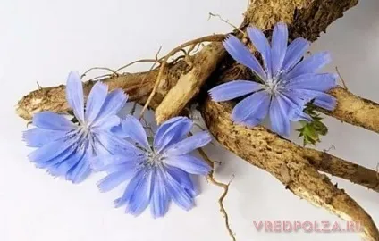 Інулін користь і шкода