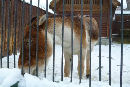 Історія коней
