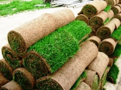 Досліджуємо рулонний газон укладання і важливі правила вибору (як стелити штучний газон рулонний укладання пристрій підготовка грунту догляд своїми руками) Досліджуємо рулонний газон укладання і важливі правила вибору