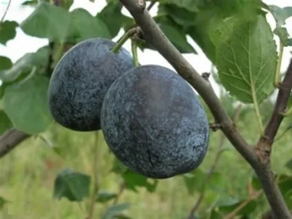 З чого роблять чорнослив
