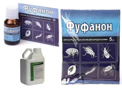 Як боротися з чорними мошками на огірках та помідорах (мошками) Як боротися з чорними мошками на огірках та помідорах