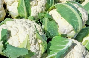 Як готувати кольорову капусту дітям, дитяча кухня