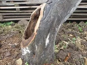 Як і чим можна закрити дупло в яблуні відеоінструкція (яблуні) Як і чим можна закрити дупло в яблуні відеоінструкція
