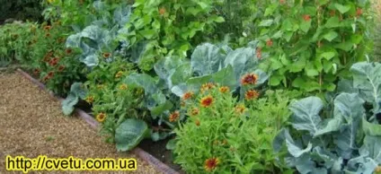 Які овочі можна посадити у вересні - що посадити у вересні (посадити) Які овочі можна посадити у вересні - що посадити у вересні