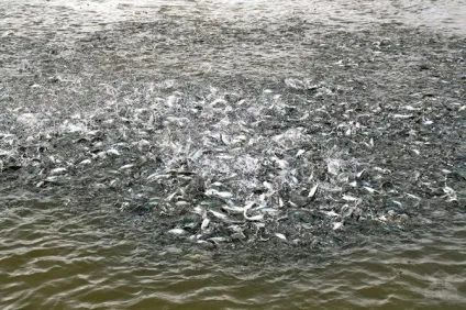 Як і де вирощують пангасіус (oncorhynchus) Як і де вирощують пангасіус