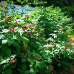 Зміцнення берегової лінії своїми руками, схеми і фото, садимо сад (лінії) Зміцнення берегової лінії своїми руками, схеми і фото, садимо сад