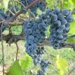Зміцнення берегової лінії своїми руками, схеми і фото, садимо сад (зміцнення) Зміцнення берегової лінії своїми руками, схеми і фото, садимо сад