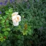 Укриття рододендронів на зиму, садимо сад (укриття) Укриття рододендронів на зиму, садимо сад